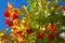 Bright red bunches of viburnum against the blue autumnal sky.