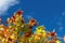 Bright red bunches of viburnum against the blue autumnal sky.