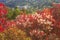 Bright red bushes, flowering scumpia in the mountain autumn Park.Kislovodsk.