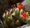 The Bright Red Cactus Flowers of Spring