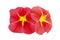 Bright red calibrachoa flowers isolated on white background. Beautiful red million bells Calibrachoa.