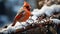 Bright Red Cardinal Bird on the Branch on a Wintery Snowy Day. Generative AI