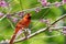 Bright red cardinal bird perched in a red bud tree