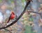 Bright Red Cardinal on Branch