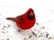 Bright Red Cardinal - Snow