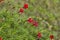 Bright Red Cardinal Vine - Lpomoea multifida 3