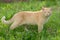 Bright red cat with turquoise eyes for a walk