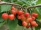Bright red cherries grow on trees with green leaves