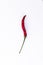 Bright red chili pepper on a green stalk a white background isolated close-up