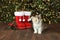 Bright Red Chritmas Santa Boots with an Adorable Kitten