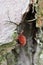 Bright red clover mite crawling through gray, moss-tinged pine bark