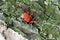 Bright red clover mite crawling over mossy pine bark