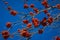 Bright red clusters on the branches of a Rowan tree against the blue sky.