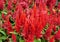 The bright red color of Celosia Argentea `Century Fire`, also known as Cockscomb
