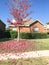 Bright red color maple tree in front of single family home in Te