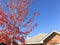 Bright red color maple tree in front of single family home in Te