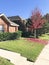 Bright red color maple tree in front of single family home in Te