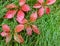 Bright red colored ivy leaves in green grass with raindrops