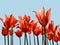 Bright red colored tulips isolated against a background of a blue sky