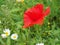 Bright red common poppy flower with daisies with a blurred summer meadow background