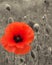 A bright red common poppy flower on a vintage sepia background - war remembrance concept