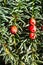 bright red Common Yew (Taxus baccata) berries