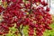 Bright red crab apples shining in the sunlight.