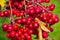 Bright red crab apples shining in the sunlight.