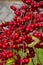 Bright red crab apples shining in the sunlight.