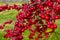 Bright red crab apples shining in the sunlight.