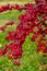 Bright red crab apples shining in the sunlight.