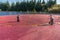 Bright red cranberries in a water filled bog being harvested.