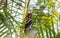 A Bright Red Crested Male Lineated Woodpecker Dryocopus pileatus Sits in Palm Leaves in Dappled Sunlight in in Mexico