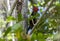 A Bright Red Crested Male Pale-billed Woodpecker Campephilus guatemalensis Foraging for Food on a Tree in Mexico