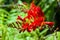 Bright red Crocosmia flower in bloom