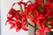 Bright red cruciform flowers in the Kalanchoe inflorescence