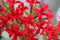 Bright red cruciform flowers in the Kalanchoe inflorescence