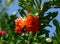Bright red and deep green pomegranate tree branch with blooming flower