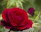 Bright Red Don Juan Rose Blossom Digitally Painted