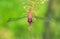 Bright red dragonfly with spread wings closeup sitting on a fern leaf with intense bright green background