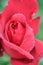 Bright red english rose
