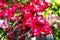 Bright red exotic flowers blossomed in the tropical garden