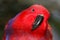 Bright red female eclectus parrot with the head tilted to the side in frontal view