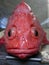 The bright red fish looks at me