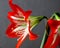 Bright red flower Amaryllis, macro, narrow focus area, visible pestle and stamens, soft focus