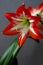 Bright red flower Amaryllis, macro, narrow focus area, visible pestle and stamens, soft focus