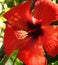 Bright red flower beautiful color giant hawaiian hibiscus