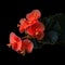 Bright Red Flower On Black Background: Photorealistic Composition Inspired By Sofonisba Anguissola
