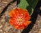 Bright red flower of blooming Opuntia cactus prickly pears.