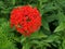 Bright red flower with buds in the shape of a ball with the name lychnis Maltese cross